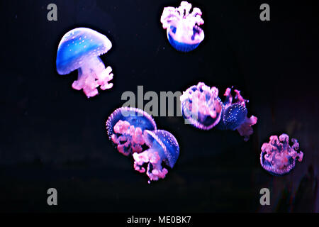 Weiß getupftem Jellyfishs (Phyllorhiza punctata) im Oceanarium von Madrid, Spanien Stockfoto