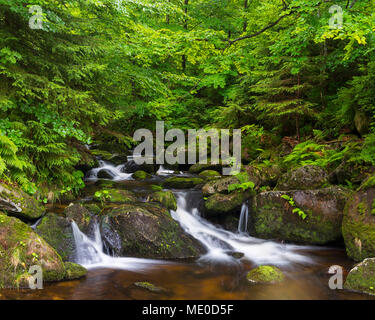 Mountain Stream nach dem Regen auf der Kleinen Ohe bei Waldhauser im Nationalpark Bayerischer Wald in Bayern, Deutschland Stockfoto