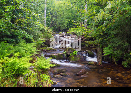 Mountain Stream nach dem Regen auf der Kleinen Ohe bei Waldhauser im Nationalpark Bayerischer Wald in Bayern, Deutschland Stockfoto