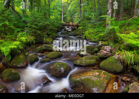 Mountain Stream nach dem Regen auf der Kleinen Ohe bei Waldhauser im Nationalpark Bayerischer Wald in Bayern, Deutschland Stockfoto