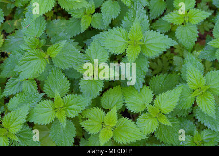 Nahaufnahme der Brennnessel (Urtica dioica) bei Neuschoenau im Nationalpark Bayerischer Wald in Bayern, Deutschland Stockfoto
