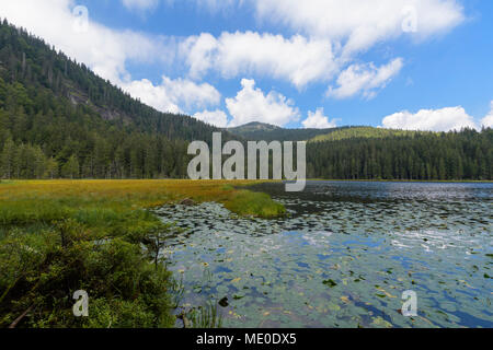 Seerosen Blätter auf See Grosser Arbersee im Sommer in Bayerisch Eisenstein im Bayerischen Wald in Bayern, Deutschland Stockfoto