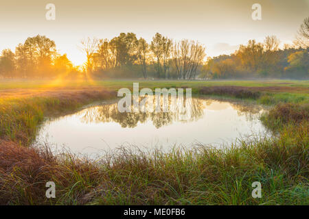 Teich in misty Wiese mit goldenen lichter Morgen bei Sonnenaufgang im Herbst in Hessen, Deutschland Stockfoto