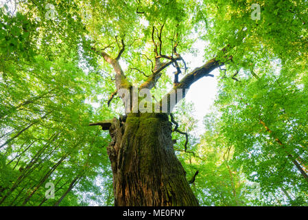 Zu Blättern der alten, gemeinsamen Eiche Baum im Sommer in Hessen, Deutschland Stockfoto