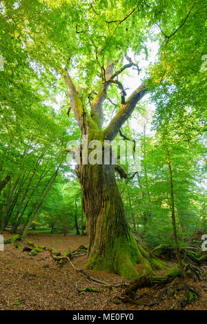 Alte, gemeinsame Eiche mit verdrillten Baum im Wald im Sommer, Hessen, Deutschland Stockfoto