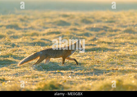 Hintergrundbeleuchtung Red Fox (Vulpes vulpes) gehen auf eine gemähte Wiese bei Sonnenaufgang in Hessen, Deutschland Stockfoto