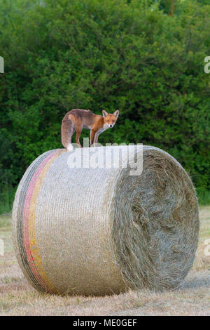 Red Fox (Vulpes vulpes) stehend auf einem Heuballen und Kamera in Hessen, Deutschland Stockfoto