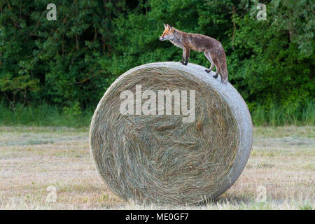 Profil von Red Fox (Vulpes vulpes) stehend auf einem Heuballen in die Ferne in Hessen, Deutschland Suche Stockfoto