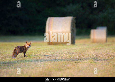 Red Fox (Vulpes vulpes) stehen auf einer gemähten Wiese mit hayblaes im Hintergrund in Hessen, Deutschland Stockfoto