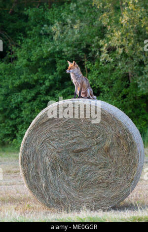 Red Fox (Vulpes vulpes) auf einem Heuballen in die Ferne in Hessen, Deutschland Suche Sitzung Stockfoto