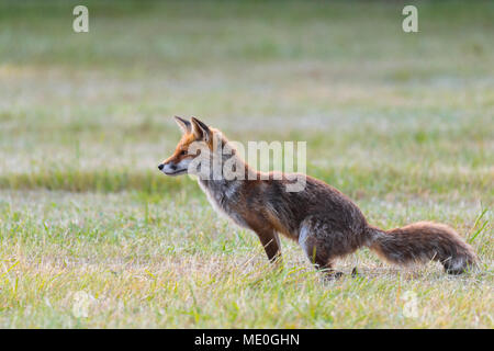 Red Fox (Vulpes vulpes) Defecating in der Wiese in Hessen, Deutschland Stockfoto