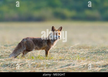 Red Fox (Vulpes vulpes) mit der Maus in den Mund auf gemähte Wiese und Blick in die Ferne in Hessen, Deutschland Stockfoto