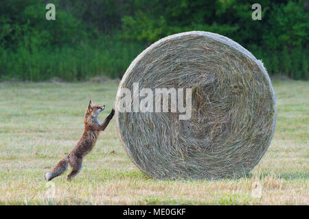 Red Fox (Vulpes vulpes) steht auf den Hinterbeinen bis auf Heu Ballen in der gemähten Wiese im Sommer in Hessen, Deutschland Stockfoto