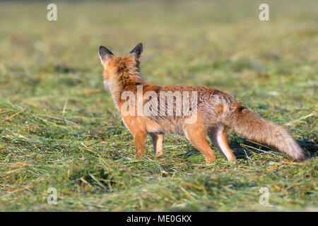 Rückseite des Red Fox (Vulpes vulpes) stehen auf einer gemähten Wiese beobachten, Hessen, Deutschland Stockfoto