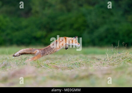 Profil von Red Fox (Vulpes vulpes) Sprung durch die Luft über eine gemähte Wiese in Hessen, Deutschland Stockfoto