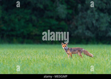 Portrait von Red Fox (Vulpes vulpes) an der Kamera auf einer grünen Wiese im Sommer, Hessen, Deutschland Stockfoto