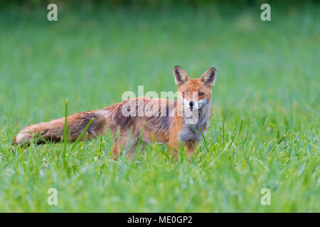 Portrait von alert Red Fox (Vulpes vulpes) an der Kamera stehend, auf einer grünen Wiese im Sommer, Hessen, Deutschland Stockfoto