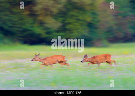 Zwei, Western Rehe (Capreolus capreolus) durch Feld an der Brunft in Hessen, Deutschland Stockfoto