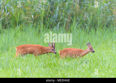 Western Rehe (Capreolus capreolus), man läuft durch eine Wiese in der Brunftzeit in Hessen, Deutschland Stockfoto