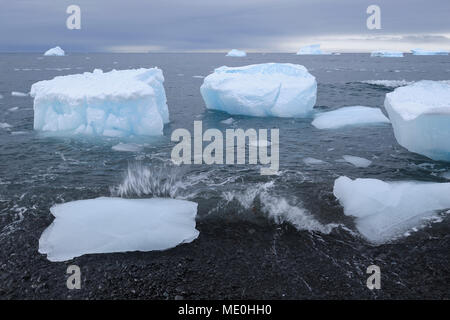 Eisberge mit großen Stücken von Eis bis auf einem vulkanischen Strand in Brown Bluff an der Antarktischen Halbinsel, Antarktis gewaschen Stockfoto