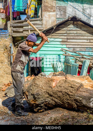 Ein Mann schneidet Rinde aus einem Baumstumpf mit einer Axt; West Bengalen, Indien Stockfoto