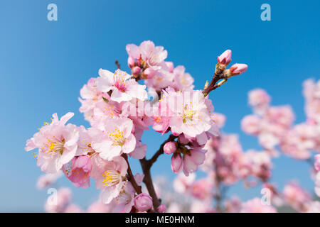 In der Nähe von Rosa Mandelblüte Zweige im Frühjahr gegen einen sonnigen, blauen Himmel in Deutschland Stockfoto