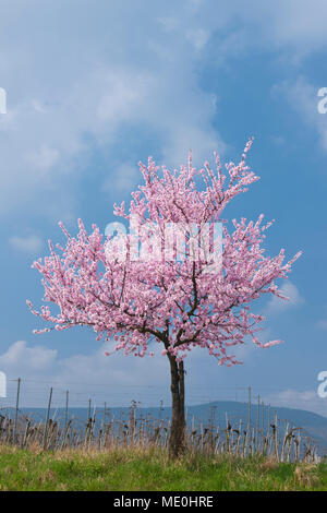 Mandelbaum mit rosa Blüten im Frühjahr, Deutschland Stockfoto