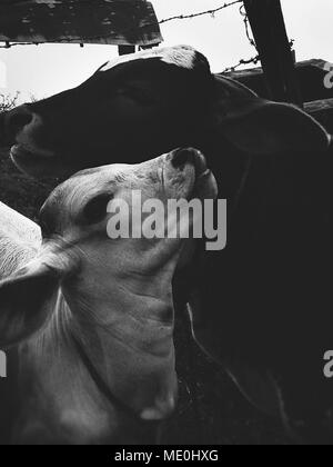 Zwei isolierte Kälber in einer Farm Stockfoto