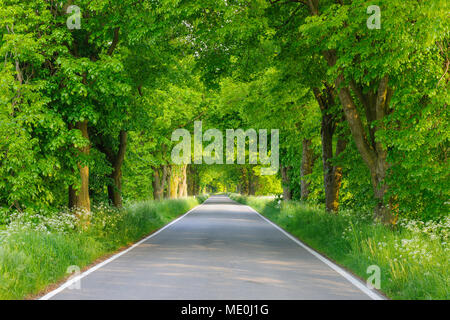 Dappled Sonnenlicht auf Lane mit Linden gesäumten im Frühjahr auf der Insel Rügen, Mecklenburg-Vorpommern, Deutschland Stockfoto