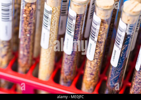 Lebensmittelproben im Reagenzglas. Stockfoto