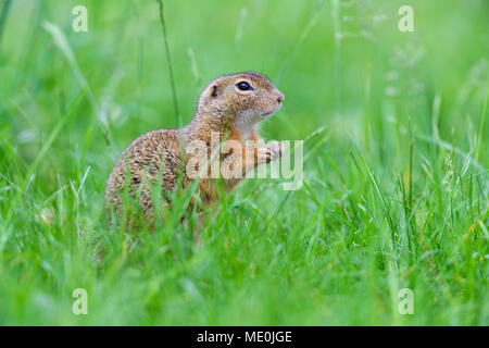 In der Nähe von Europäischen Erdhörnchen (Spermophilus citellus) steht auf den Hinterbeinen im Feld im Burgenland, Österreich Stockfoto