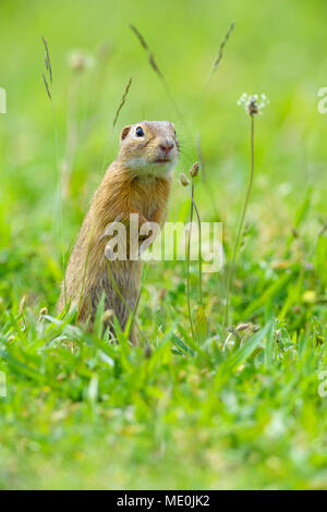 Portrait von Europäischen Erdhörnchen (Spermophilus citellus) steht auf den Hinterbeinen im Feld im Burgenland, Österreich Stockfoto