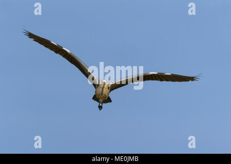 Vorderansicht eines Graureiher (Ardea cinerea) im Flug vor blauem Himmel am Neusiedler See im Burgenland, Österreich Stockfoto