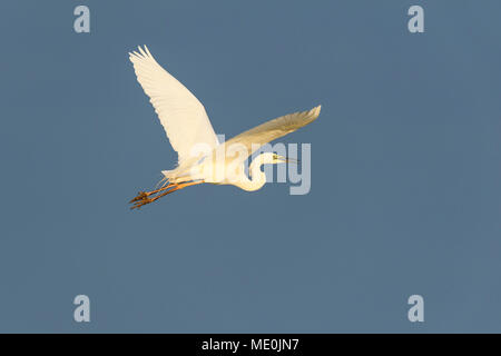 Profil von great white egret (Ardea alba) im Flug vor blauem Himmel am Neusiedler See im Burgenland, Österreich Stockfoto