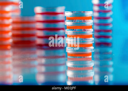 Agarplatten. Stapel von Petrischalen mit kultivierten Agar. Stockfoto