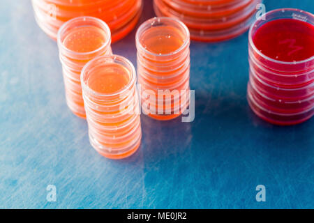 Agarplatten. Stapel von Petrischalen mit kultivierten Agar. Stockfoto