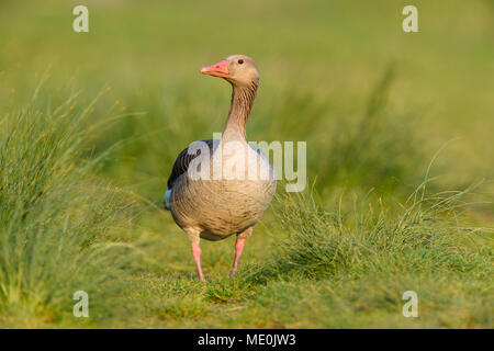 Porträt einer Graugans (Anser anser) stehen auf Gras am Neusiedler See im Burgenland, Österreich Stockfoto