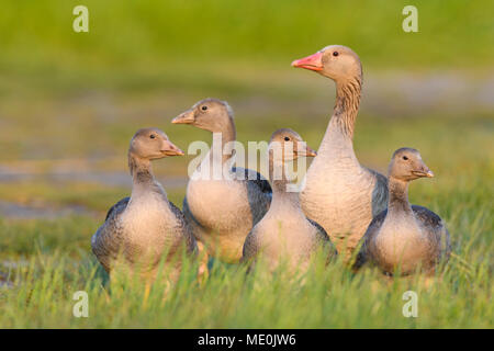 Weibliche Graugans (Anser anser) mit ihrer jungen Nachwuchs in einer Wiese am Neusiedler See im Burgenland, Österreich Stockfoto