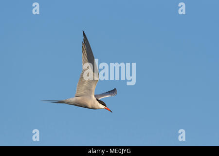 Seitenansicht eines Flussseeschwalbe (Sterna hirundo) im Flug vor blauem Himmel auf den Neusiedler See im Burgenland, Österreich Stockfoto