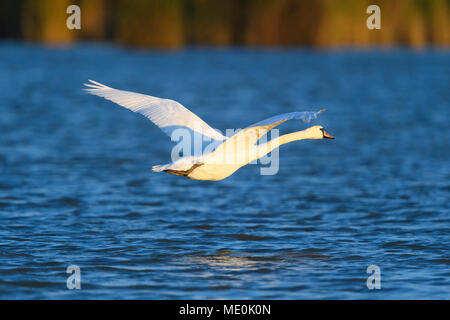 Profil von einem höckerschwan (Cygnus olor) im Flug über den blauen Wassern des Neusiedler See im Burgenland, Österreich Stockfoto