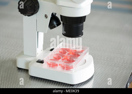 Zellkulturen unter dem Mikroskop. Stockfoto
