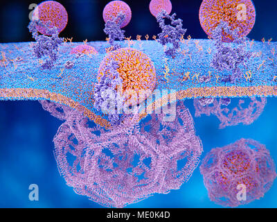 LDL-Rezeptoren auf der Zellmembran, Illustration. Die Bindung von LDL (Low Density Lipoprotein) Tropfen (sphärische lipid Partikel) an die LDL-Rezeptoren (lila) Ergebnisse in der endozytose dieses biochemischen Molekülen durch die Zellmembran in clathrin-beschichtete Vesikel (unten Mitte), die dann in der Zelle verarbeitet werden. Stockfoto