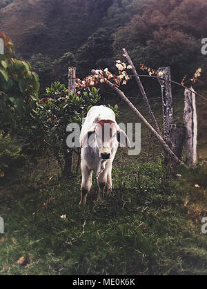 Isolierte Kalb in einer Farm Stockfoto