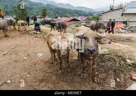 Wasserbüffel für Verkauf am Sonntag Markt; Bac Ha, Lao Cai, Vietnam Stockfoto