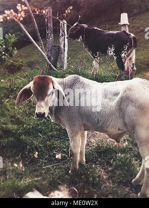 Zwei isolierte Kälber in einer Farm Stockfoto