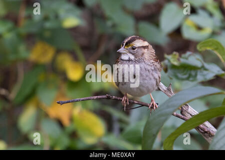 Ein thront white-throated Spatz. Stockfoto