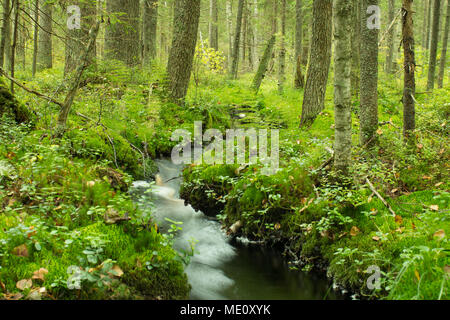 Wicklung im grünen Wald lange Belichtung Stockfoto