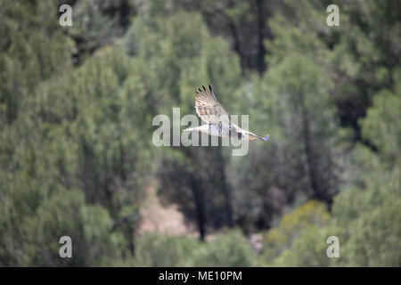 Ein Bonelli Eagle (Aquila Fasciata) im Flug in den Bergen von Casares im südlichen Spanien. Stockfoto