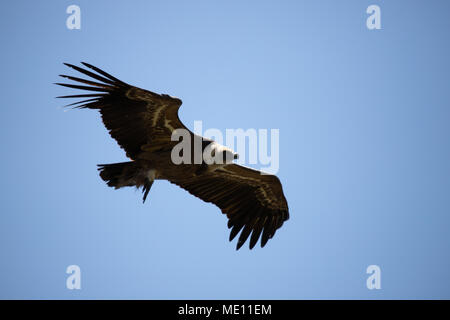 Eurasischen Gänsegeier im Flug in der Sierra Crestillina in den Bergen von Casares, Spanien. Stockfoto