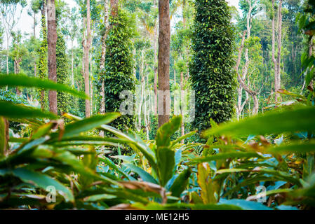 Kardamom Plantage - Kardamom Blätter (im Vordergrund) und schwarzer Pfeffer pflanzen Bäume gewickelt (Kumily, Kerala, Indien) Stockfoto